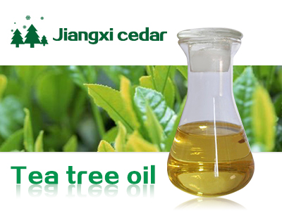 山苍子油的加工过程介绍