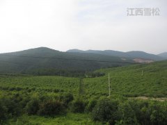 购买的精油价格差距怎么这么大