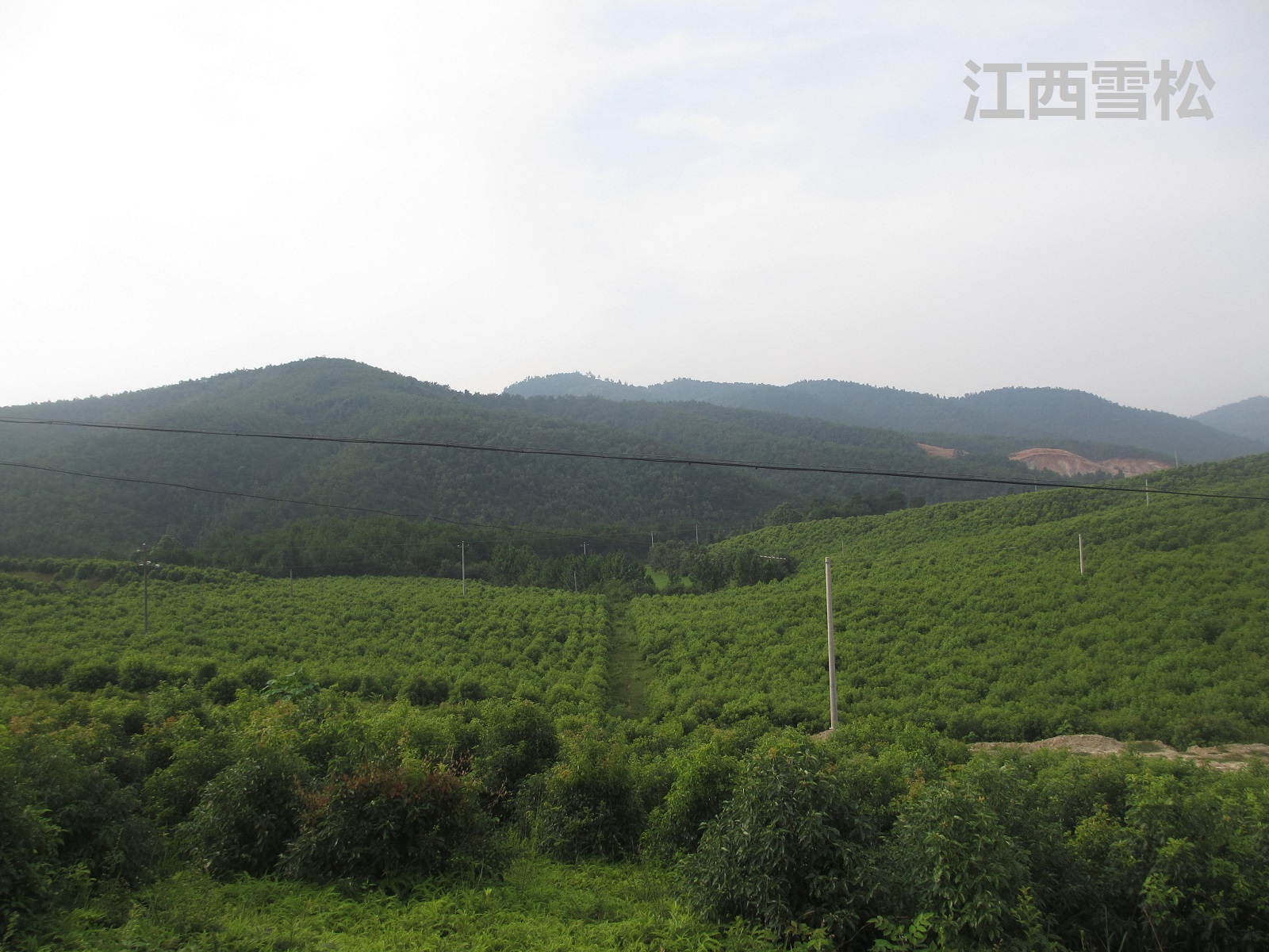 精油价格差距