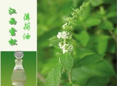 薄荷油知识